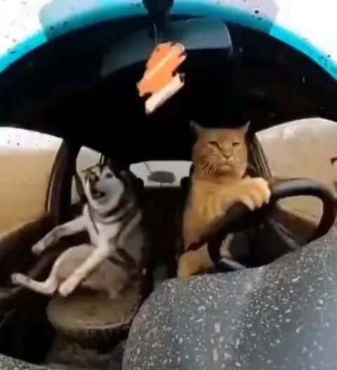 Viral Comedy — Must See