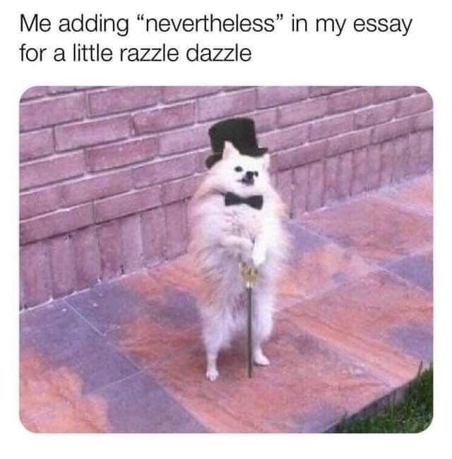 Meme Material Perfect for Your Feed