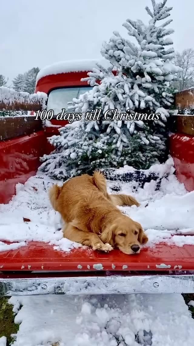 This Holiday Setup Is Everything