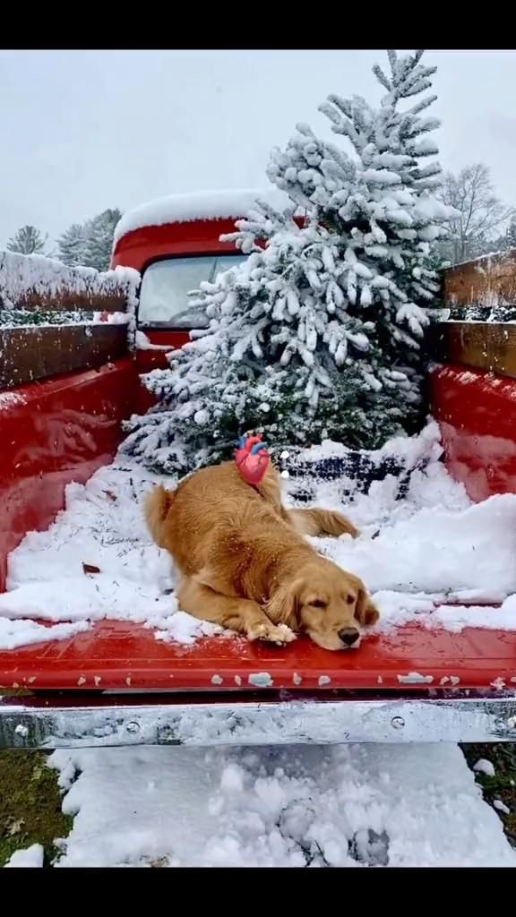 Obsessed With This Christmas Decor