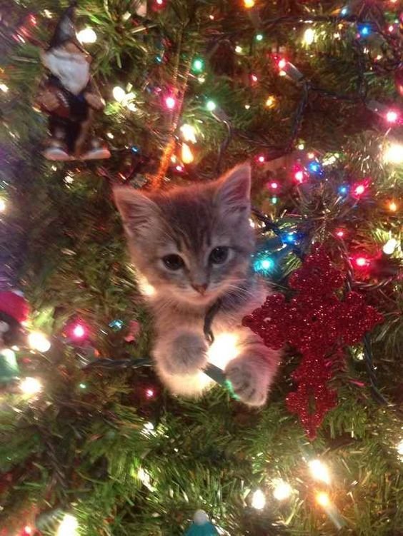 This Festive Christmas Is Everything