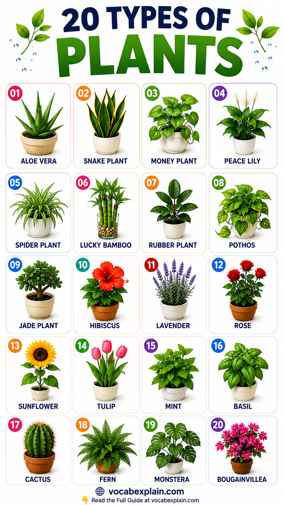 Beautiful Plant Collection Design