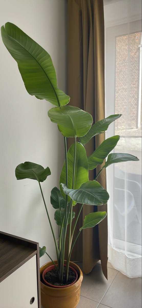 Lush Houseplant Style Inspiration