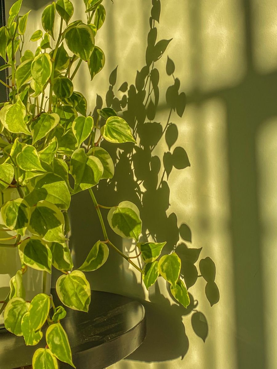 Indoor Garden Plant Ideas