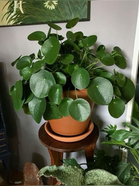 Beautiful Indoor Garden Style