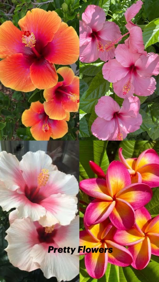 Green Plant Collection Ideas 2