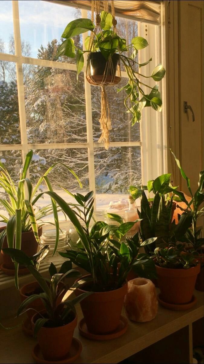 Beautiful Indoor Plant Inspiration 2