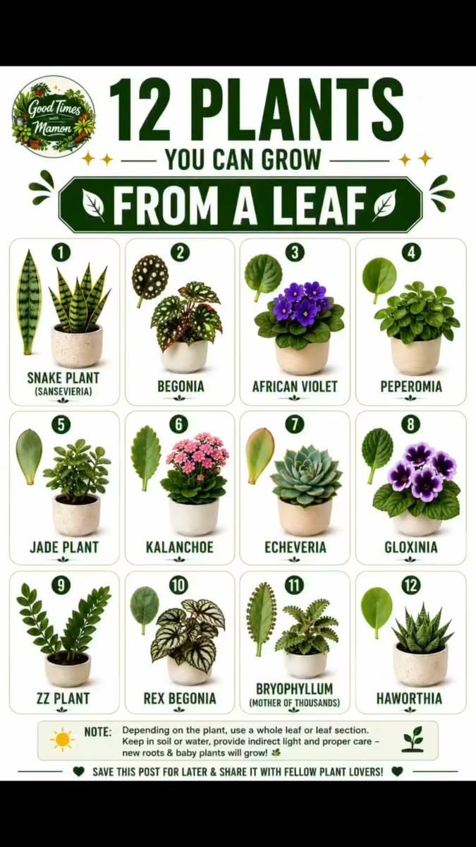 Lush Botanical Home Design 2